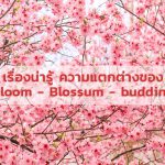 bloom