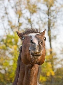 Image result for horse face